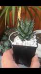Haworthia fasciata