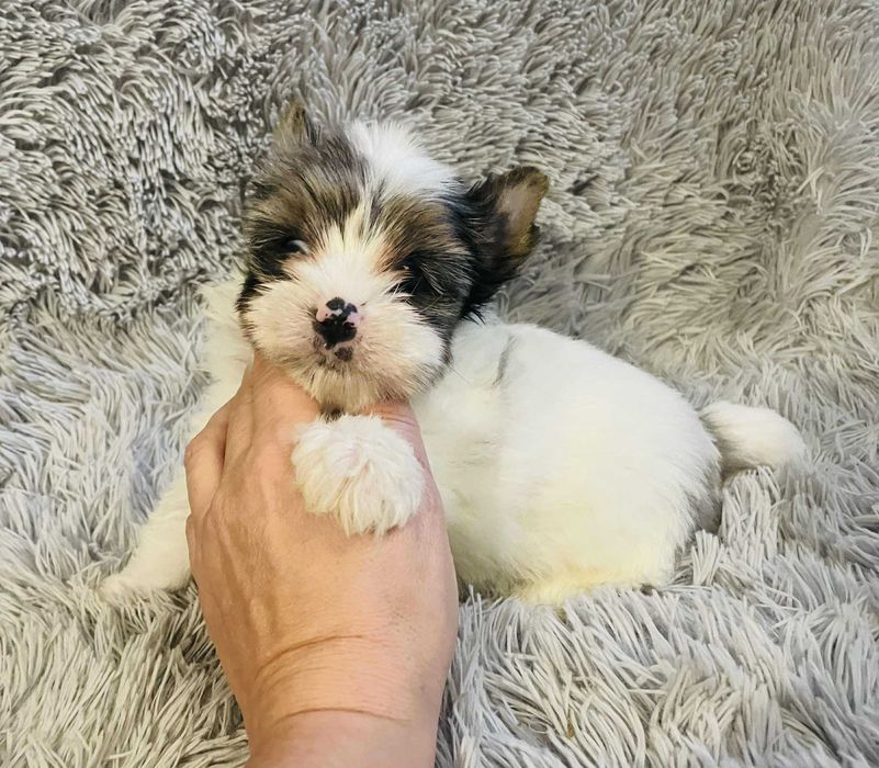 Cudeńko York wybitnie inny niebieskooki. Dokumenty .