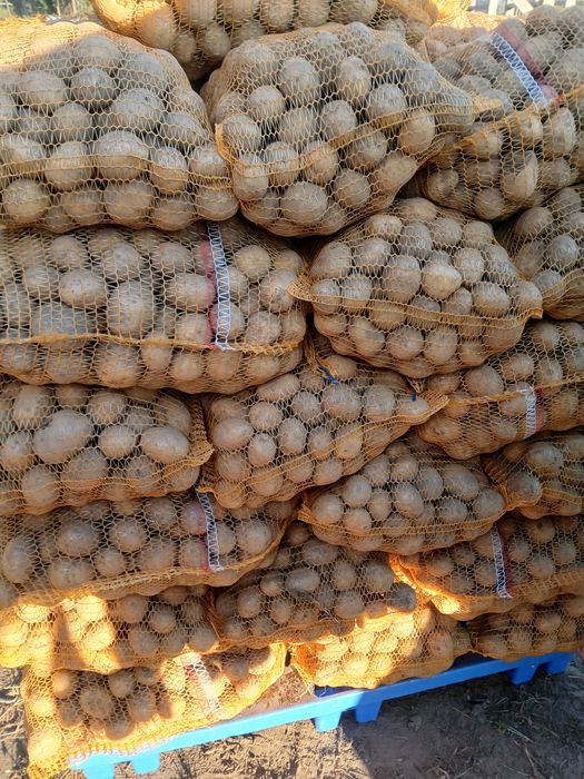 Ziemniaki Gala i Queen Anna