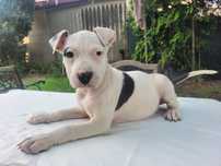 Śliczna suczka Amstaff!