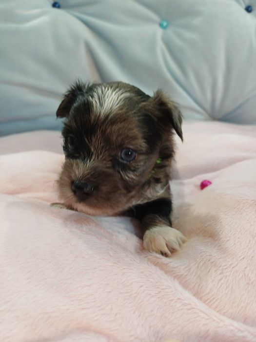 ARIA blue merle z niebieskim okiem