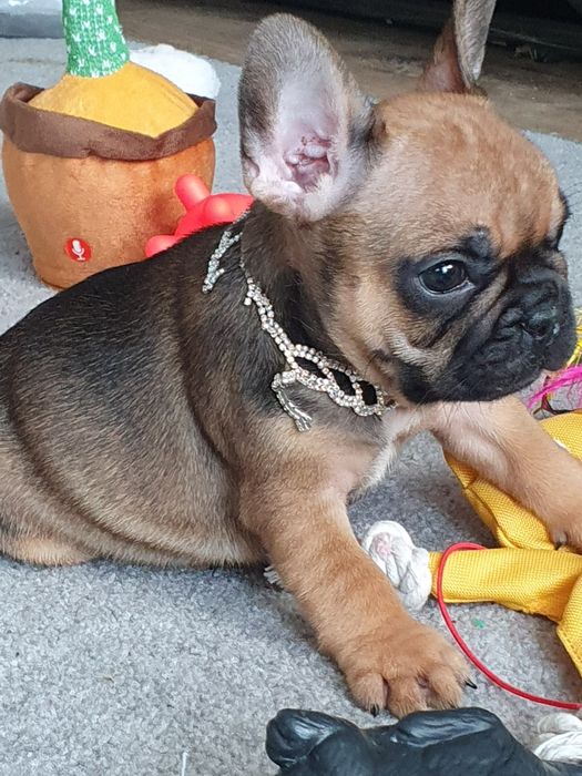 Buldog francuski/ Cudowne sunie