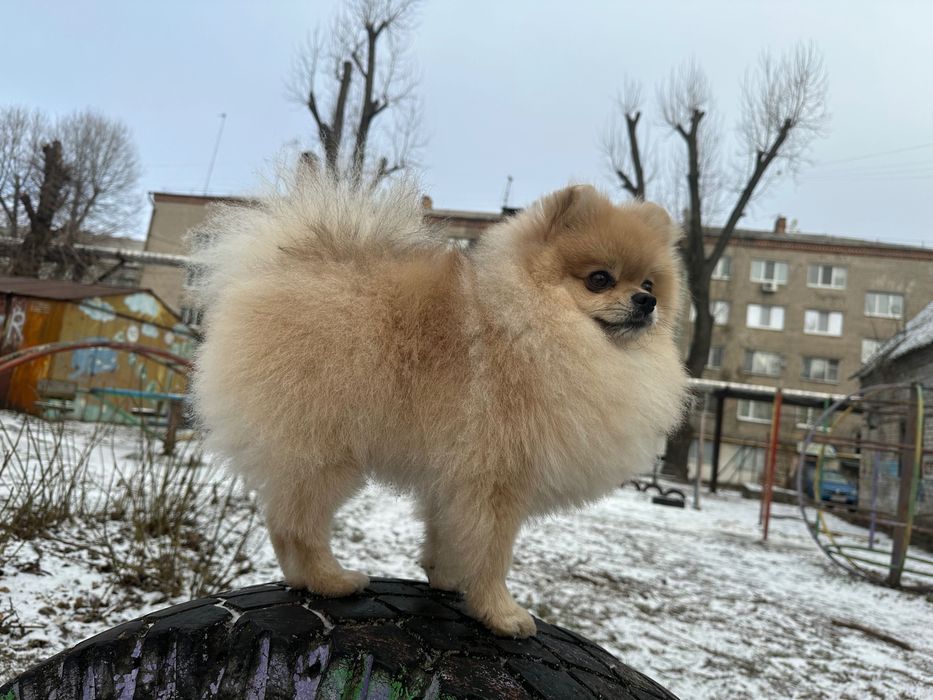 Вʼязка Померанський шпіц