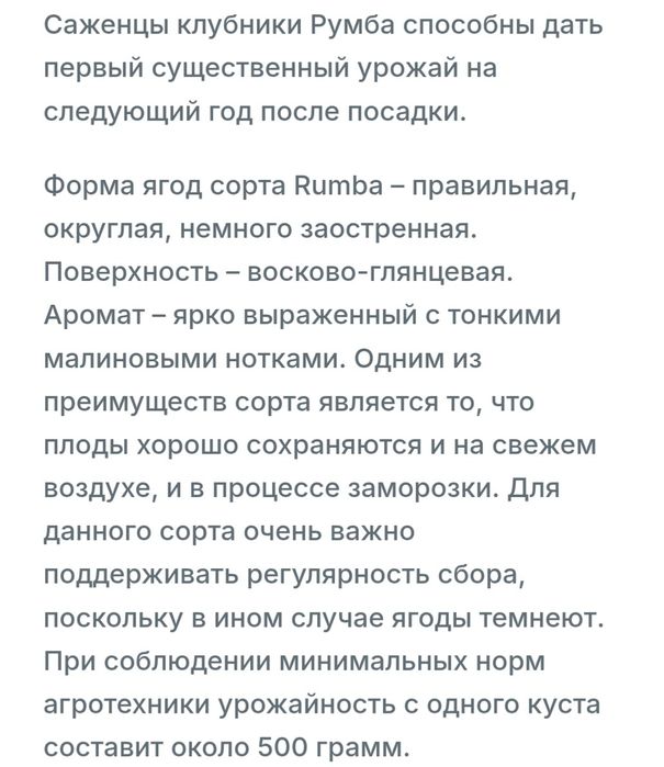 Рассада клубника Румба