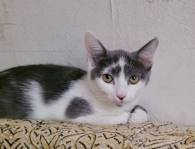 Хлопчик 3 місяці, в добрі руки