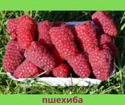 Саженцы малины крупной и сладкой ягодой лучшая колекция в Украине