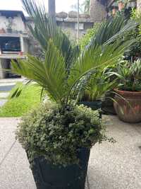 Vendo vaso com planta tipo palmeira