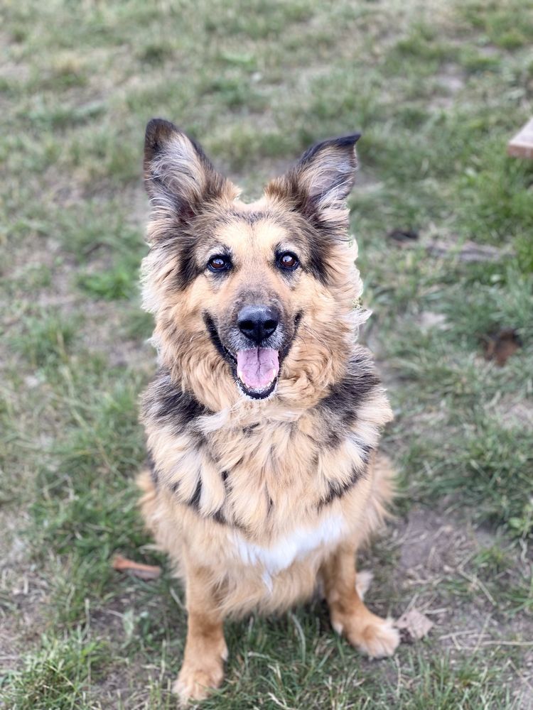 Ronia - sunia w typie owczarka niemieckiego do adopcji