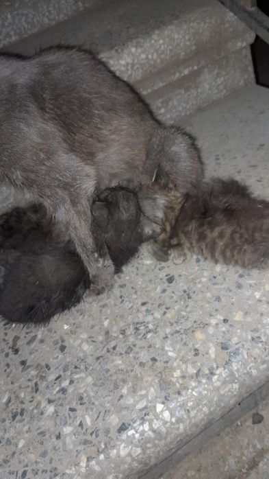 Віддам кошенят у добрі руки