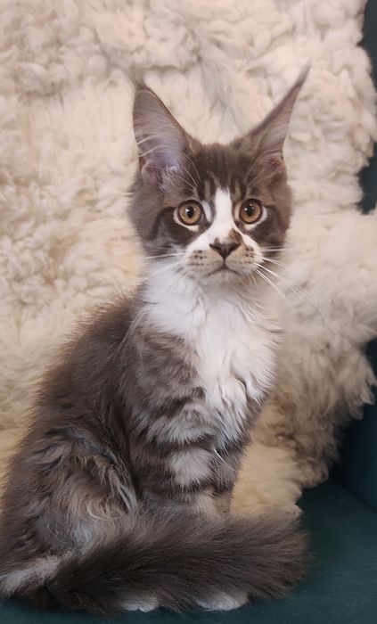 Maine Coon niebieski pręgowany kocurek rodowód FPL