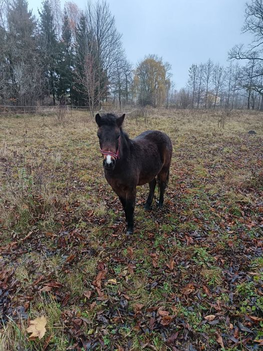 Sprzedam kobylkę kuca.