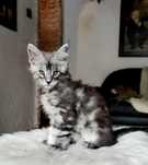 Maine Coon pomorskie