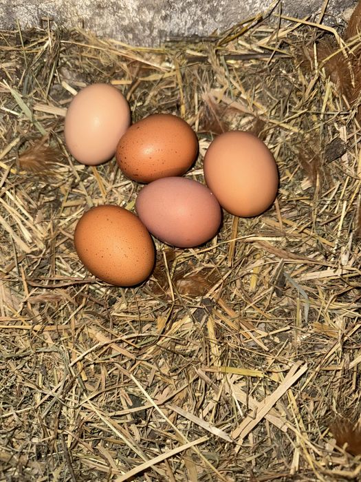 Jajka wiejskie z wolnego wybiegu