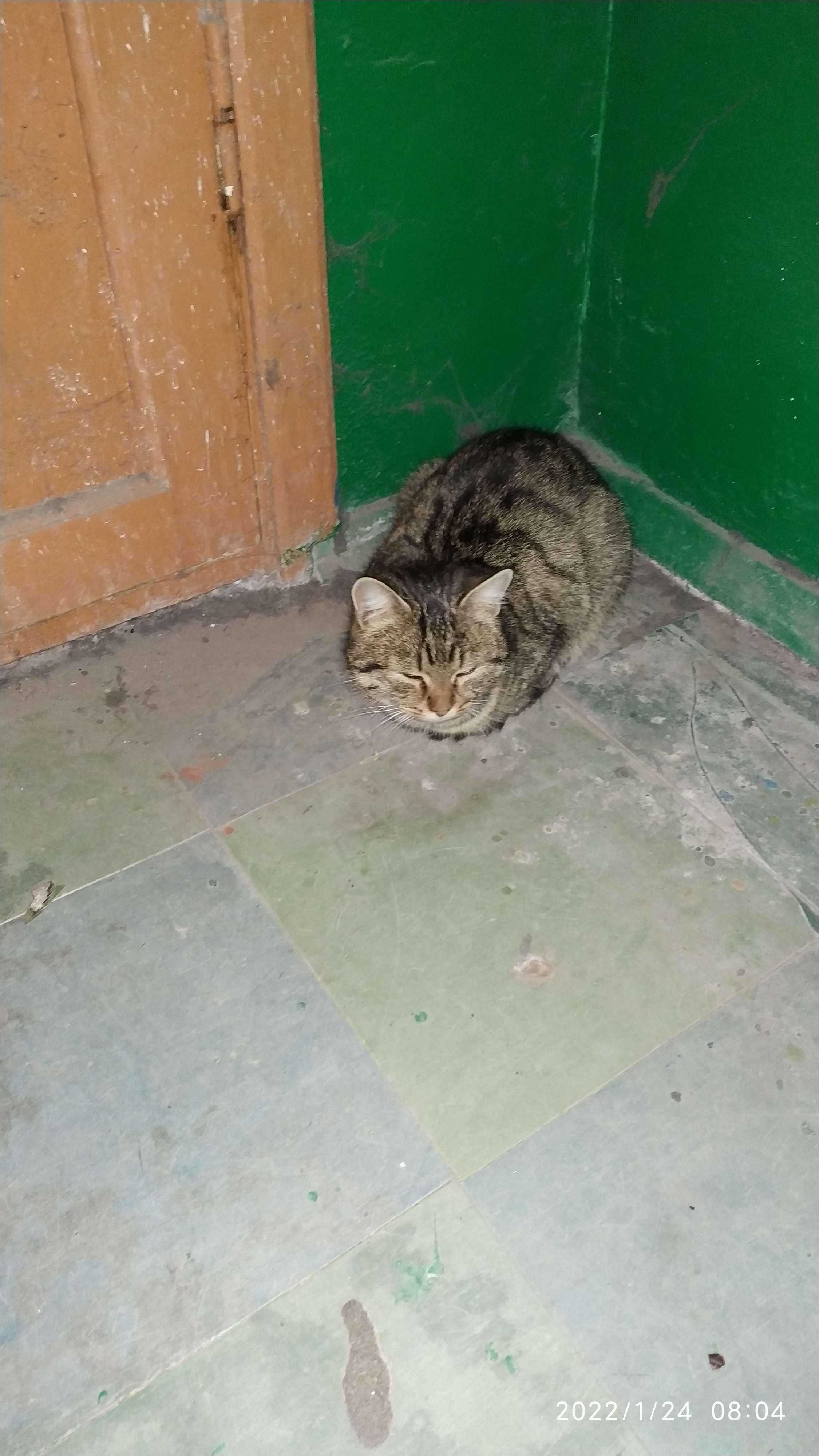 Найдена кошка по ул. Украинская