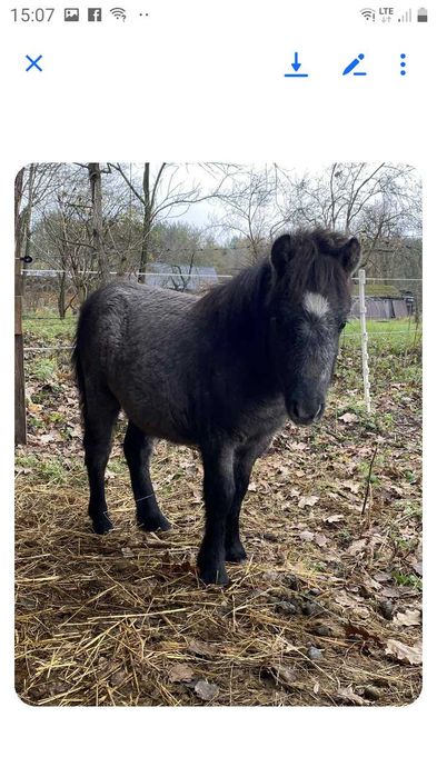 Sprzedam kucyka szetlandzkiego