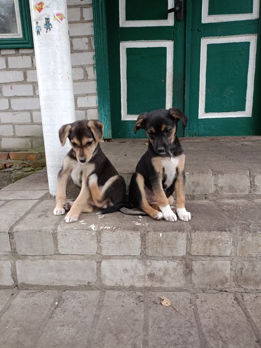 Цуценята песики щенки