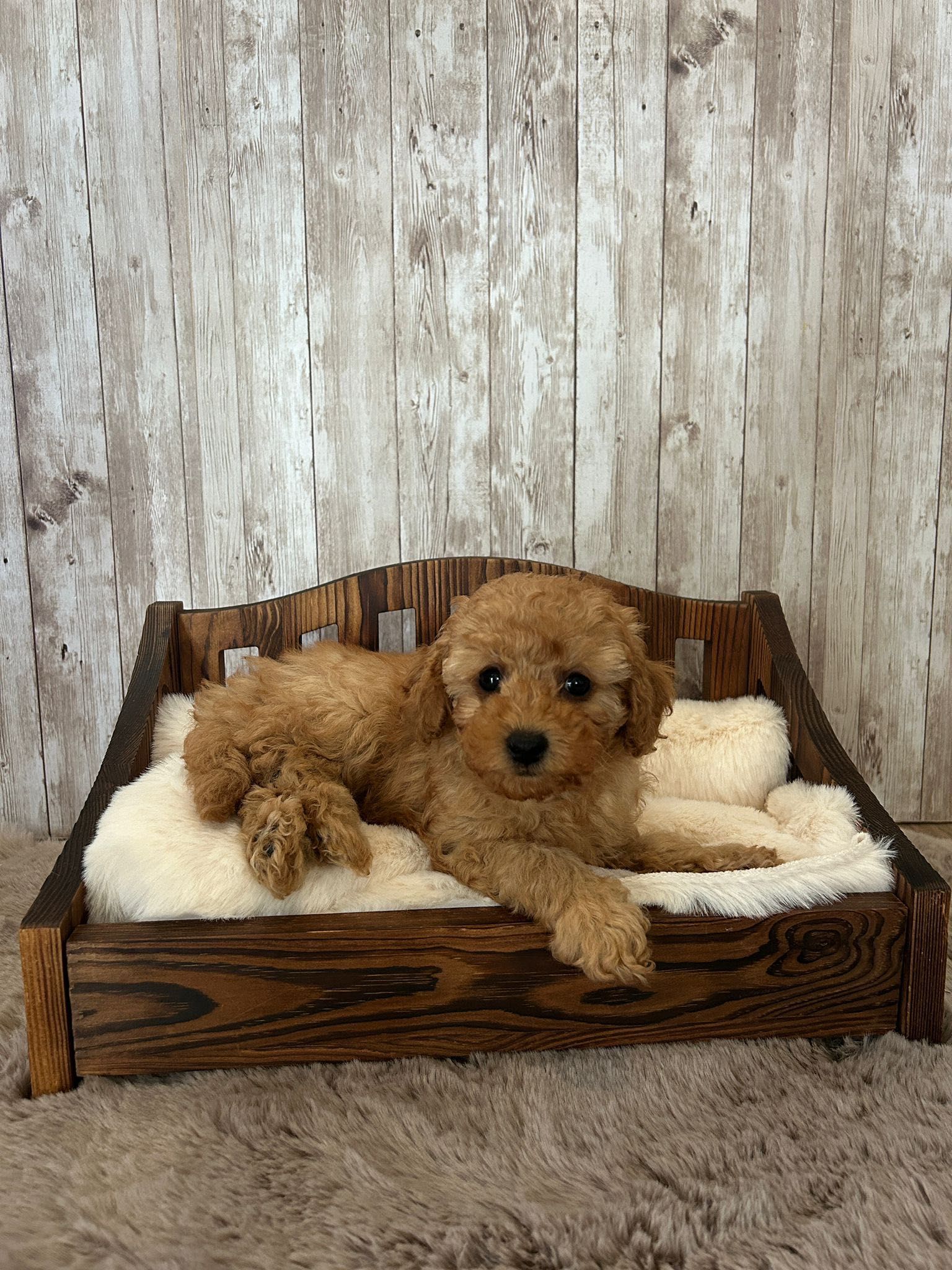 Piesek pudel toy red