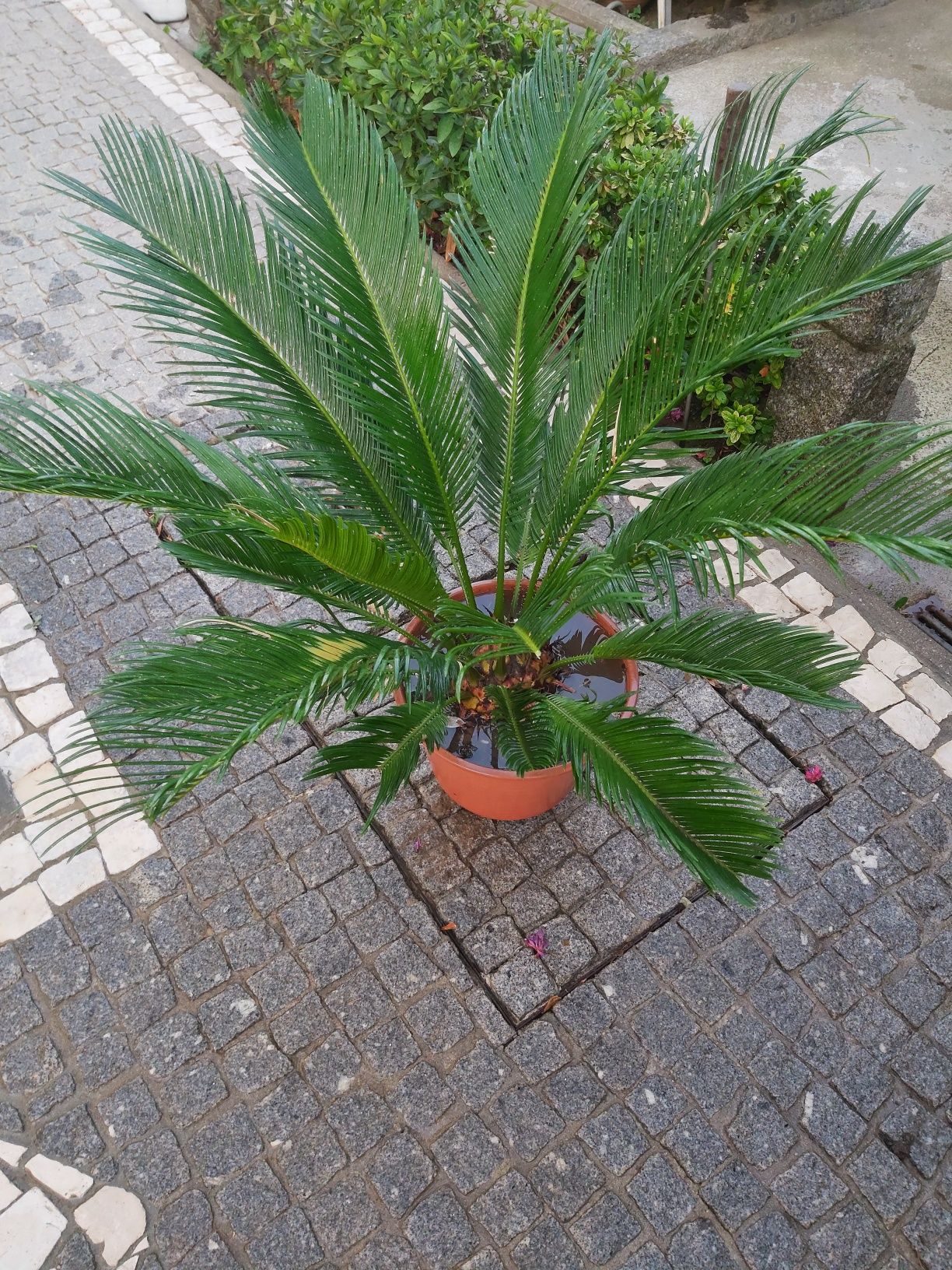 Cica  / Palmeira