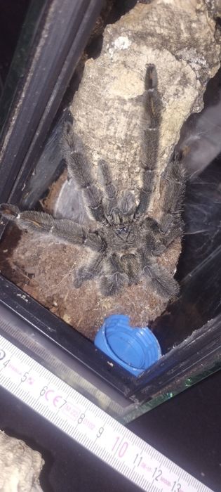 Psalmopoeus Irminia samiec i terrarium