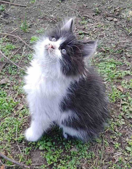 Котята Кошенята в добрі руки