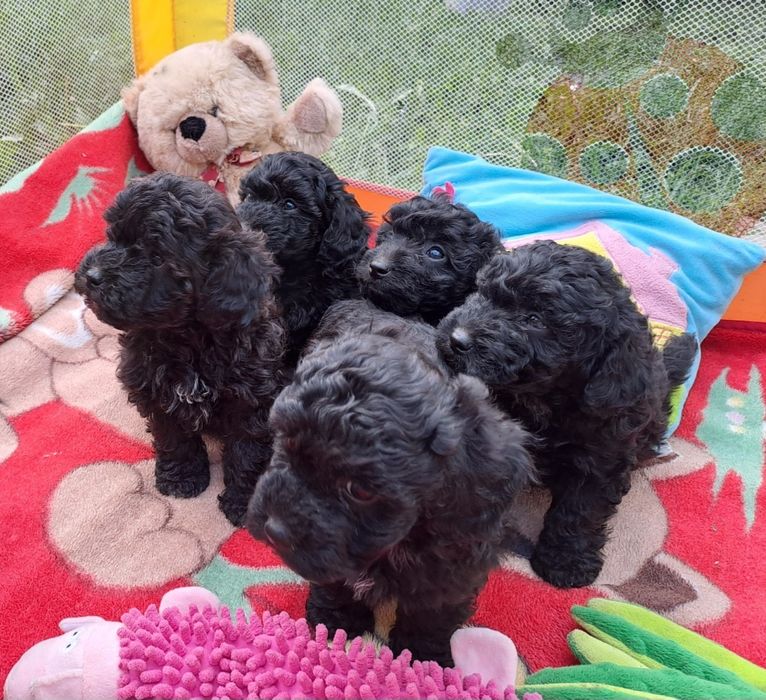 Маленькі дітки пуделята