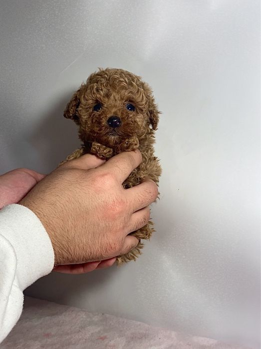 Невероятно красивые мини мальтипу / той пудель