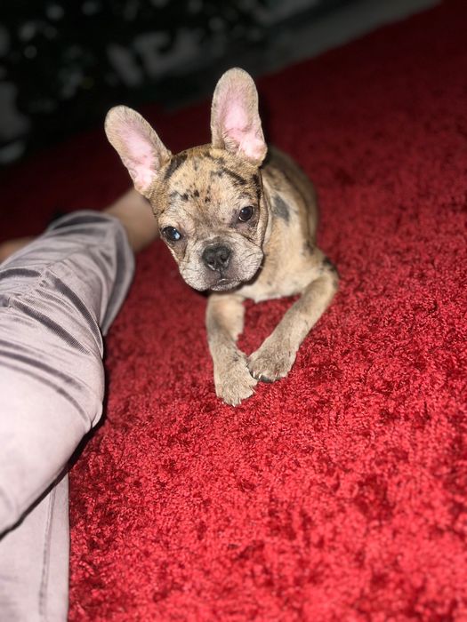 Французький бульдог