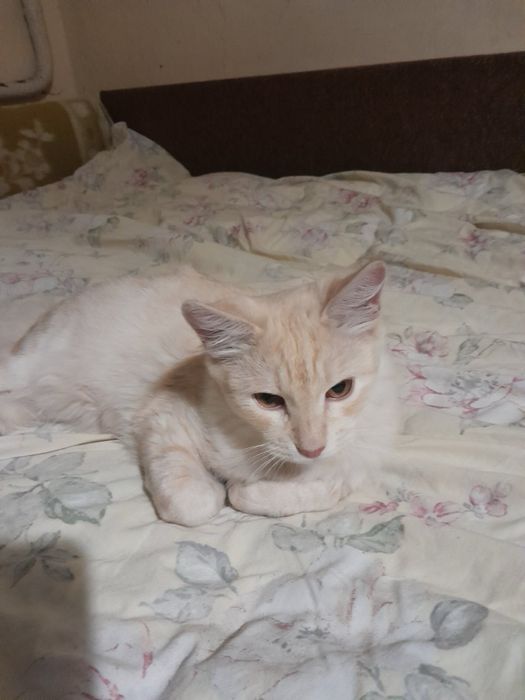 Котики у хороші руки
