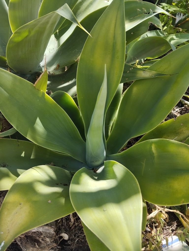 Agaves attenuata de vários tamanhos