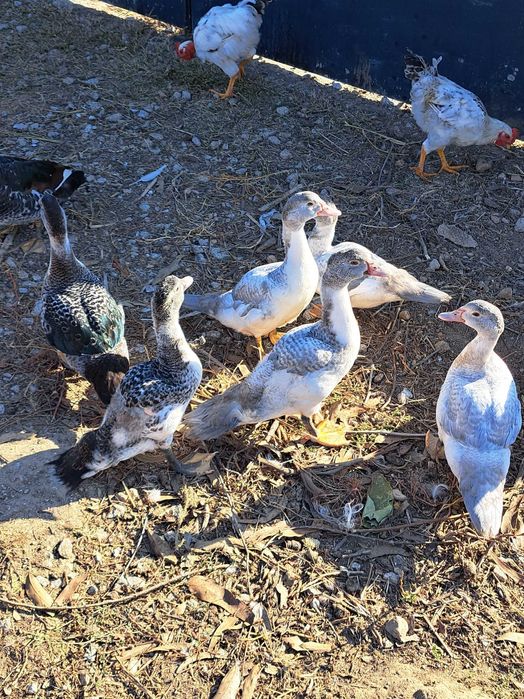 Patos mudos a procura de nova capoeira
