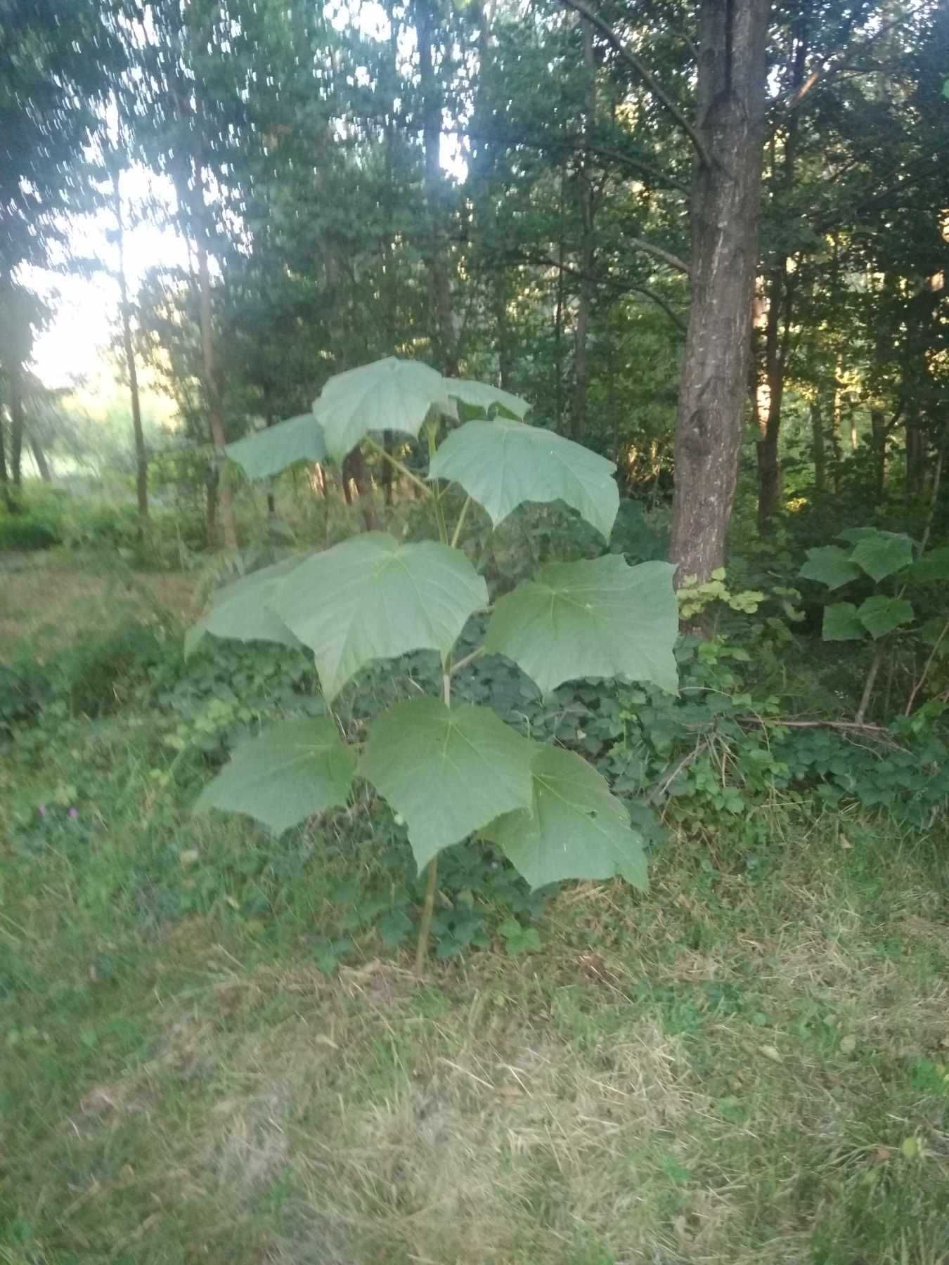 Paulownia - drzewo tlenowe Shan Tong sadzonki dwu letnie