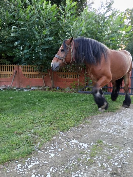 Sprzedam klacz zimnokrwista