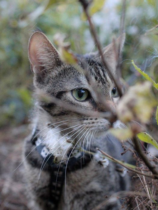 Piękniś szuka domu