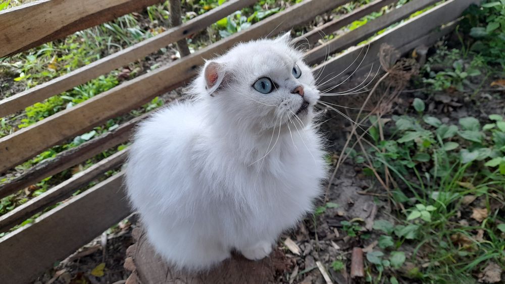 Котик серебристая шиншила