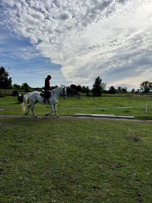 5 letni wałach / siwy tarant