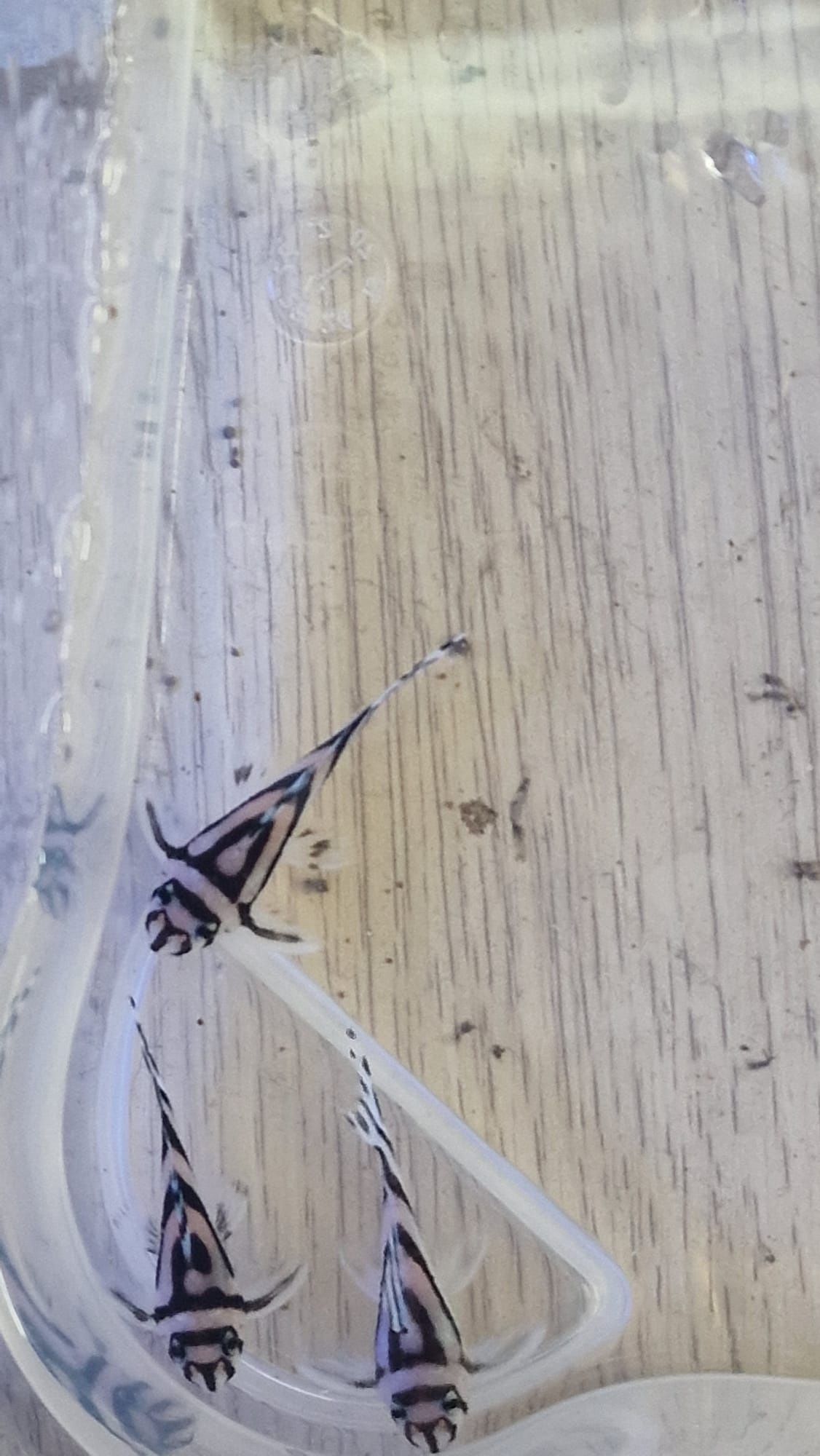 Hypancistrus Zebra L046