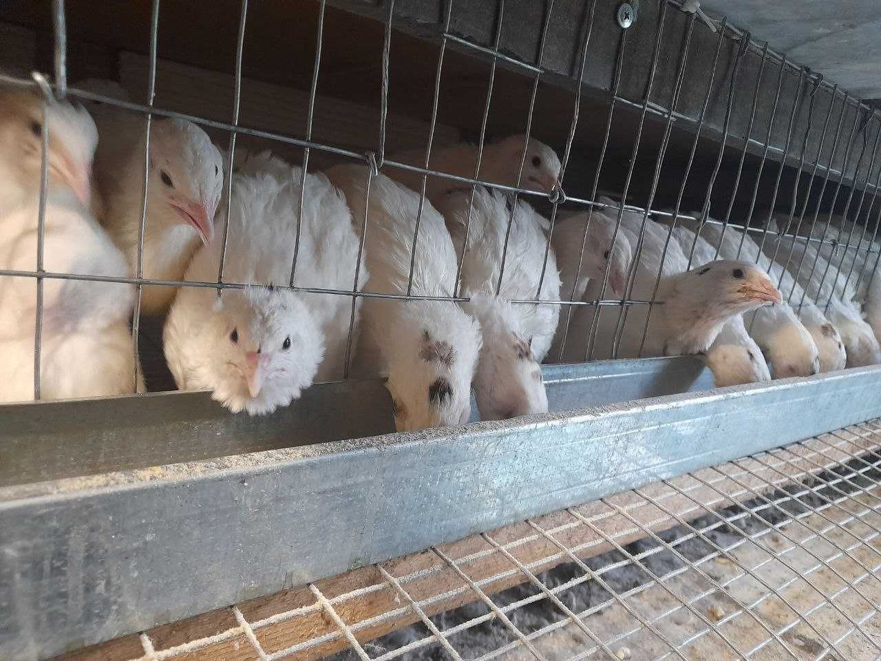 Перепілки техасець