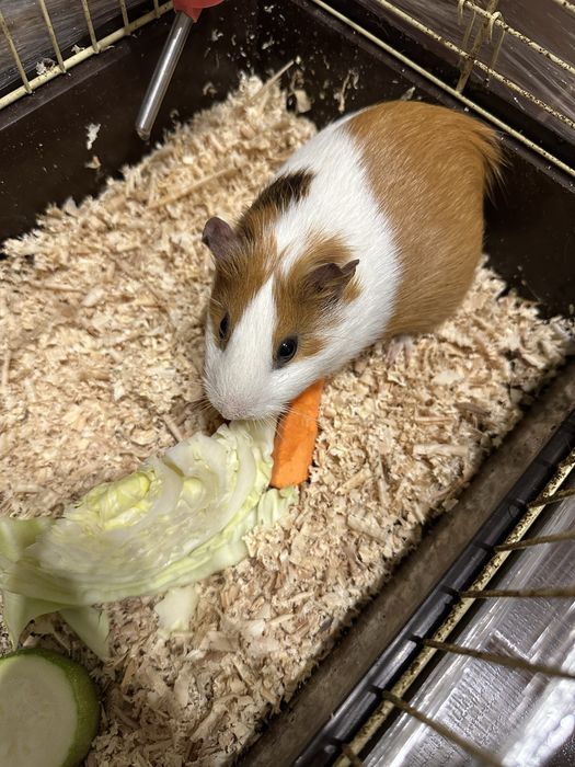 Морська свинка дівчинка