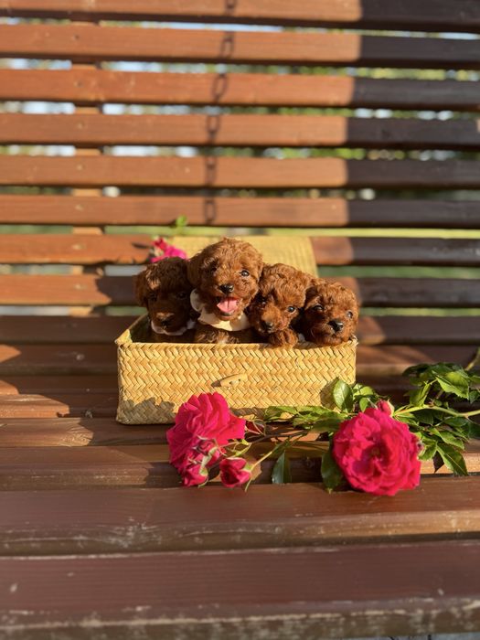 Той пудель тікап редбраун бейбіфейс/мальтипу/дівчинка/хлопчик