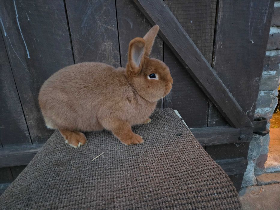 Sprzedam młode nowozelandzkie czerwone