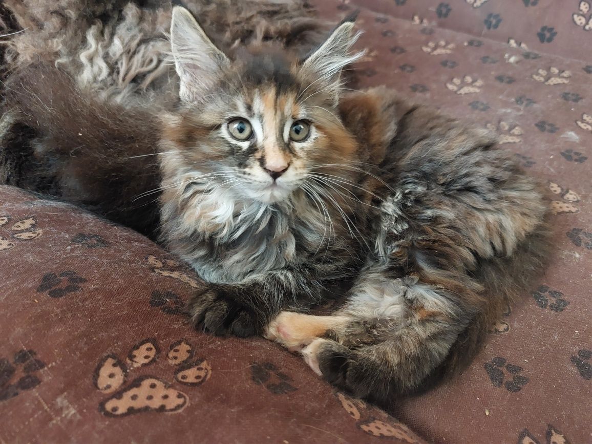 MAINE COON, kotka ,szylkret