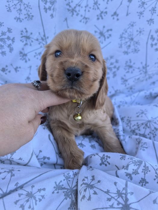 Śliczny szczeniak Cocker spaniel