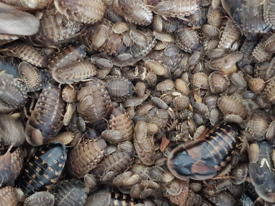 Alimento vivo, barata argentina (Blaptica Dubia)