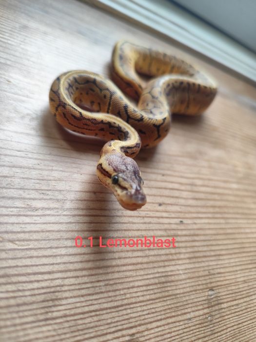 Zbożowe" węże kolorowe