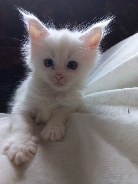 Biała kotka Maine Coon