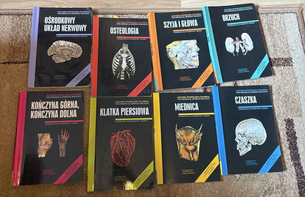skawiny anatomia
