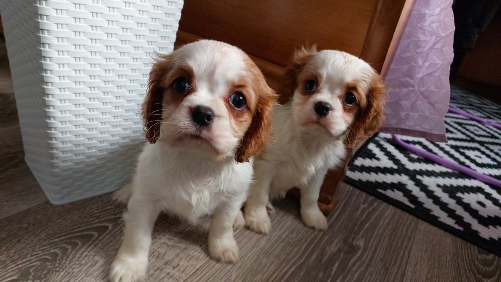 Кавалер Кінг Чарльз Спанієль вибір