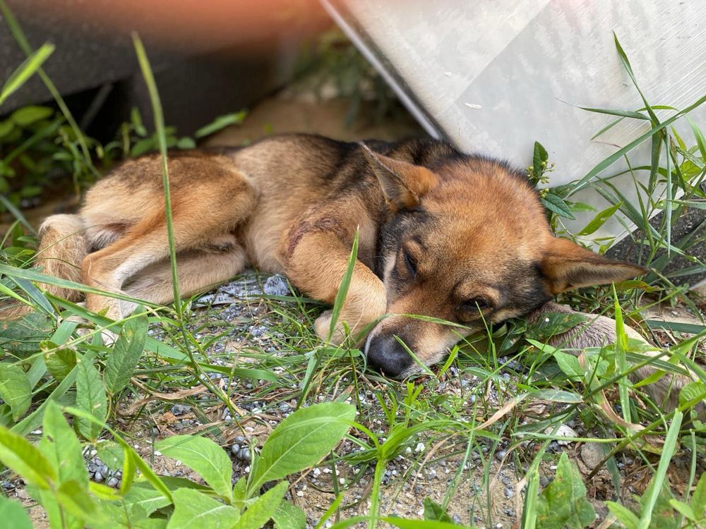 Jego historia nie poruszyła nikogo… ratunku! Adoptuj!
