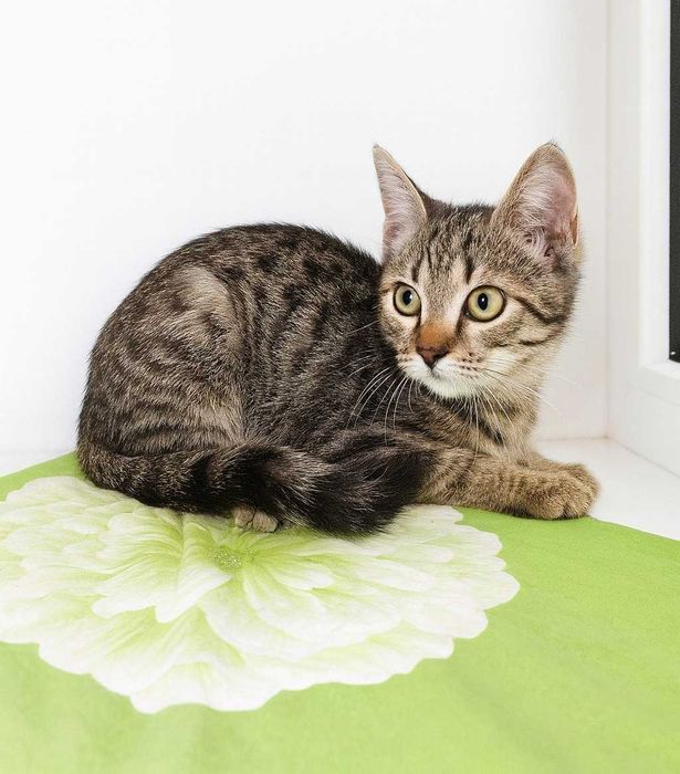 Котёнок Барсик, 4 месяца нежный, весёлый, метис породы Египетский Мау