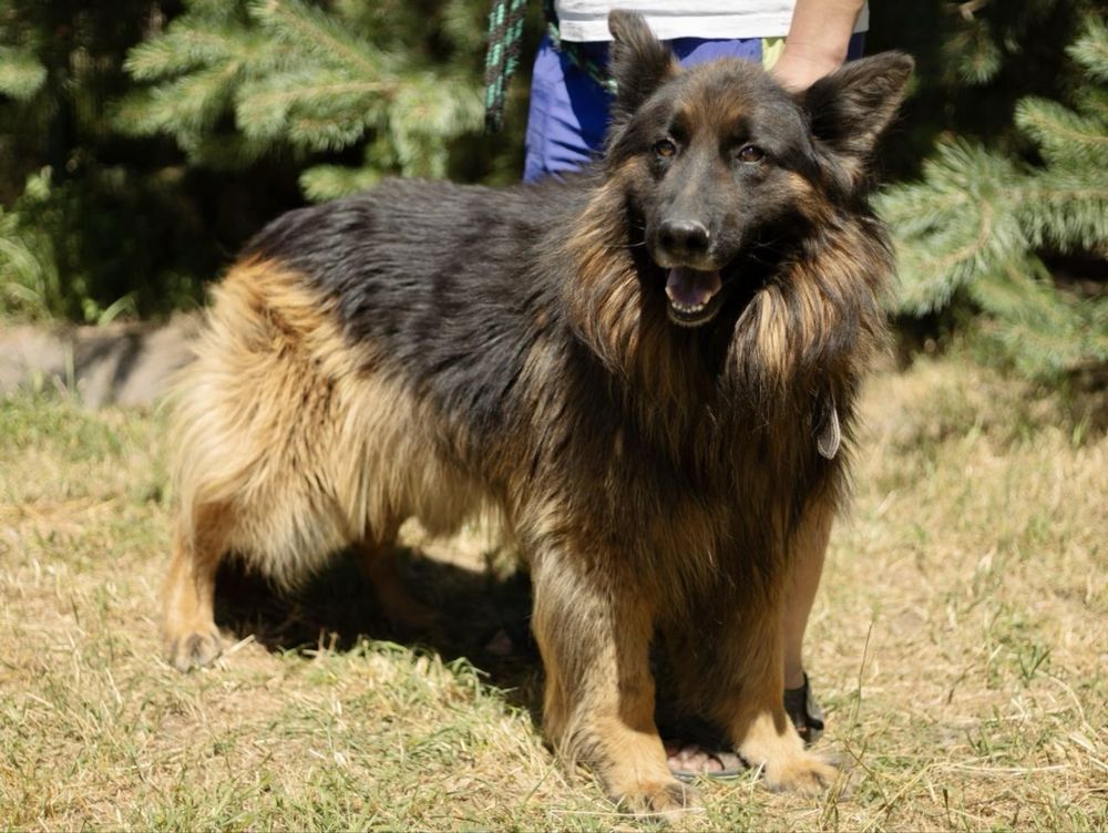 Piesek do adopcji SZAFIR